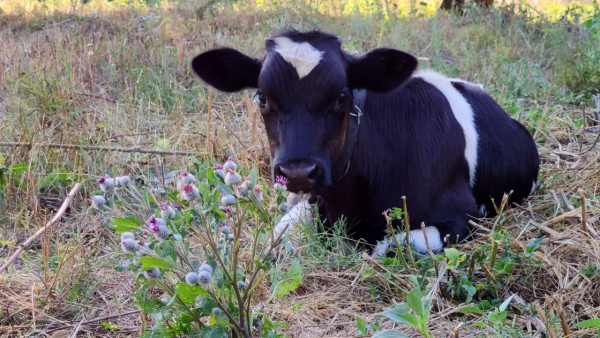 Народные приметы 15 августа: не делайте этого на Степана Сеновала, чтобы не болеть до весны