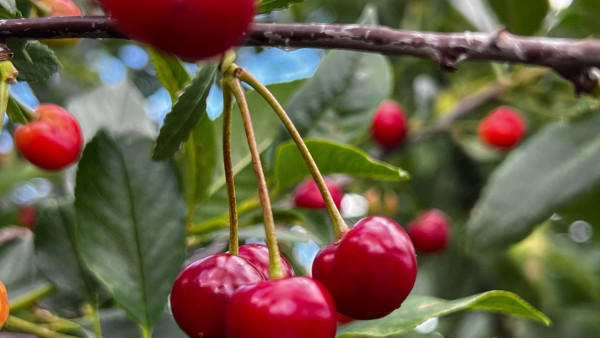 В Самарской области начался сезон вишни и смородины