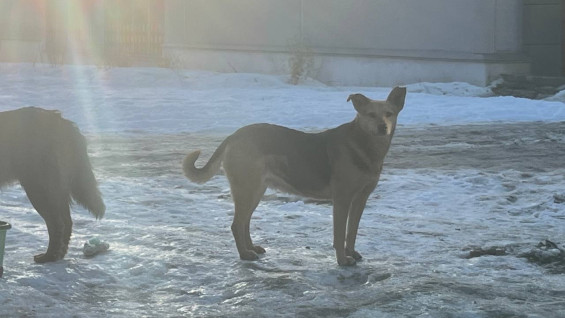 Отлов бездомных животных в Самаре оценили в 36 миллионов рублей