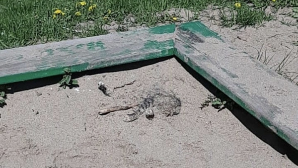 В Тольятти дети похоронили кошку прямо в песочнице. Или закопали заживо?