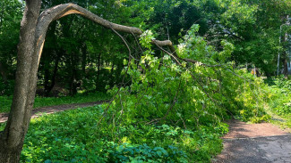 В Самаре хотят спилить аварийные деревья за 300 тыс рублей