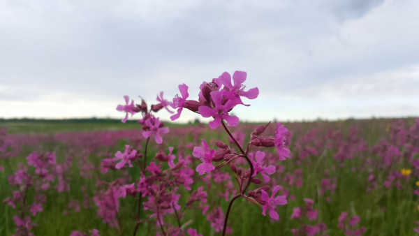 В Самарской области расцвела смолка обыкновенная