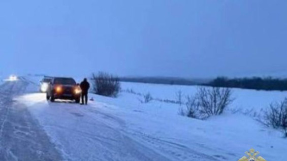 В Самарской области водитель кроссовера насмерть сбил косулю