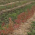 Урожай голубики собрали на первой промышленной плантации под Самарой