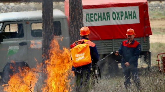 Самарские лесники развеяли мифы о себе и профессии 