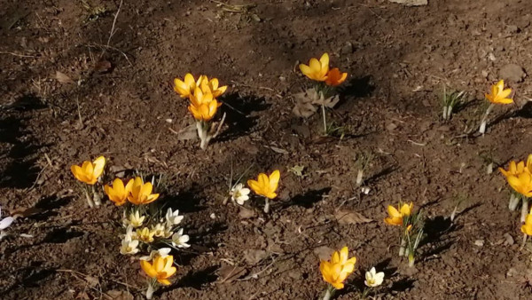 Самарцев предупредили о уголовном наказании за сорванные подснежники