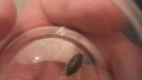 Прокуратура проверит сообщения об антисанитарии в самарском колледже 