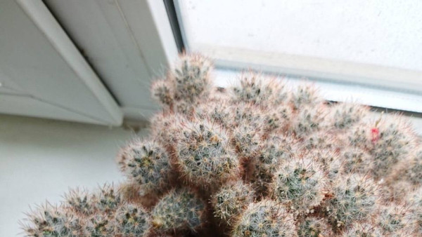 Кладмен из Самарской области прятал наркотики в кактусе