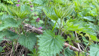 Народные приметы: 8 мая. Не делайте этого в день Марка Ключника, если не хотите стать нищим