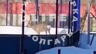 Дикое животное прорвалось на детскую площадку в Самаре