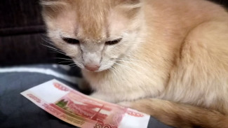 Деньги уйдут, если возьмете это! Степанов день: что категорически запрещено 9 января