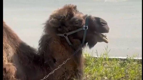 В Самарской области открыли сезон выпаса верблюдов