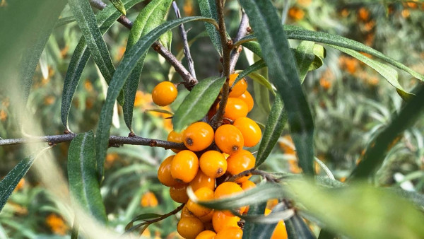 В Самаре начался сезон сбора облепихи