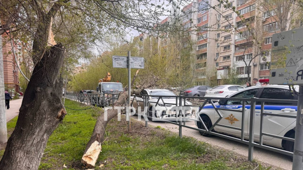Ребенок погиб под упавшим деревом в Самаре 27 апреля 
