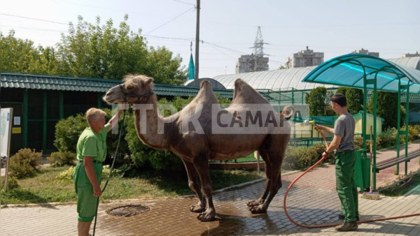 Верблюд под шлангом, медведь в бассейне: как животные спасаются от жары в Самаре