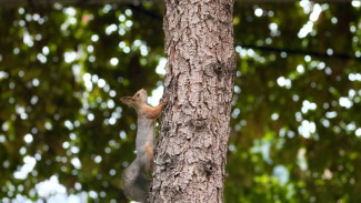 В Волжском лесничестве завершилась масштабная уборка