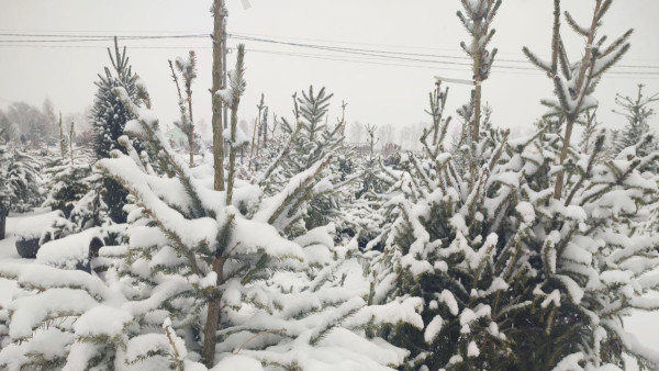 Стало известно, когда в Самаре откроются елочные базары