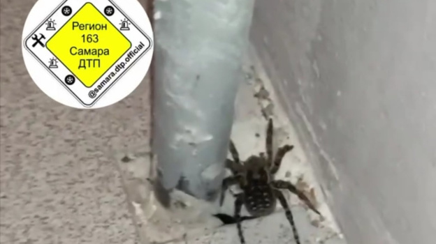 Огромный тарантул прорвался в Южный город Самарской области | 14.09.2023 |  Самара - БезФормата