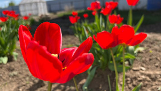 Стало известно, сколько работающих самарцев предпочтут продлить отдых на майские праздники