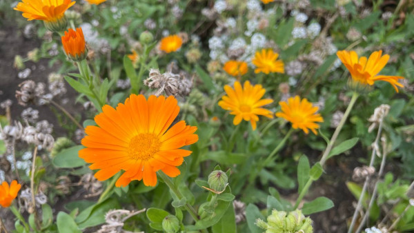 Народный календарь на 8 октября 2025: как могут сказаться сплетни и ссоры на день Сергея Капустника