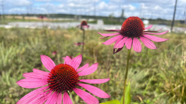 Народный календарь 19 сентября: не делайте этого в Михайлов день, если не хотите сгинуть