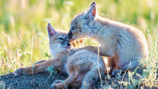 В Самарской области расширили список охраняемых видов: в Красную книгу внесли рысь и корсака 