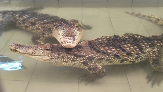 Крокодилы из самарского зоопарка дали мастер-класс по романтике