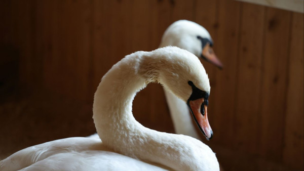 В самарском парке Металлургов поселились два спасенных лебедя