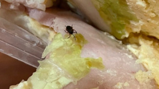 Откусила и ахнула: в Самарской области женщина чуть не съела чёрное чудовище