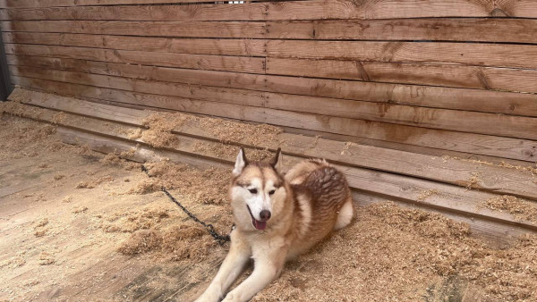 Самарцам рассказали, где взять питомца 