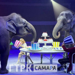 Слон из цирка сбежал и гулял по Самаре в 20-градусный мороз