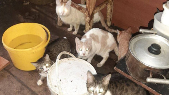 В Самаре 13 кошек оказались заперты в затопленном жилище на две недели 
