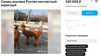 Альпака за полмиллиона: самарцы выставили Руслана на продажу
