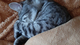 Если ваш кот делает это, срочно бегите к ветеринару