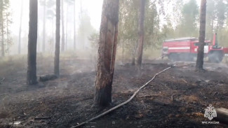 В Самарской области потушили крупный лесной пожар