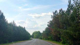 Предупреждение правительства: лесной фонд Самарской области в опасности