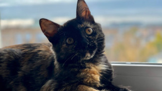 Гороскоп на 26 октября: эти 4 знака ждет благоприятный день и решение проблем 