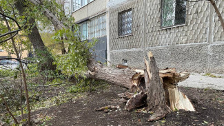 Появились кадры рухнувшего на автомобиль дерева на Средне-Садовой в Самаре