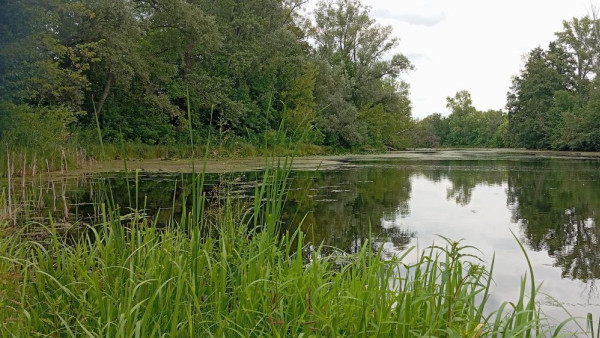 В Самаре в озере Монашеское утонул мужчина 9 июня