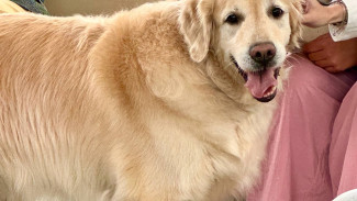 Самарский кинолог прокомментировала запрет на вход с собаками в магазины