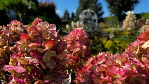 Садовый эксперт Вера Глухова рассказала, почему осень – идеальный момент для посадки растений