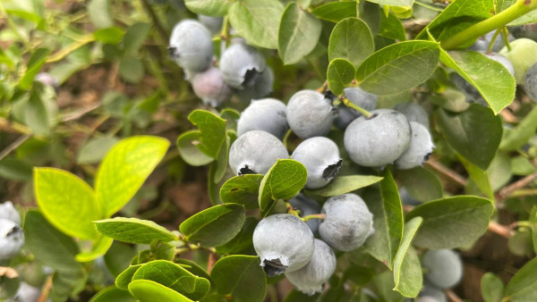 Появились фото первой промышленной плантации голубики под Самарой