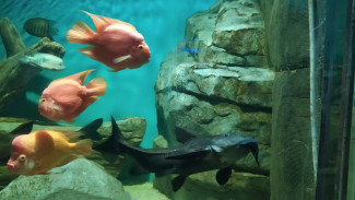 Самарский океанариум пополнили 4 черноперые акулы из Шри-Ланки