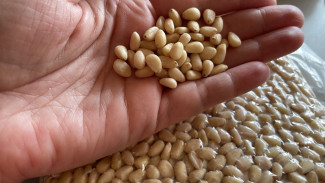 Дары Сибири: самарцам рассказали о пользе и вреде кедровых орешков