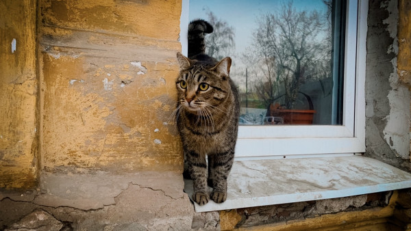 Народные приметы: 9 июня. Не делайте этого в Федорин день, чтобы не навлечь беду на свой дом