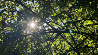 Народный календарь: 30 июня. День Солнцестоя, полон опасностей и невзгод