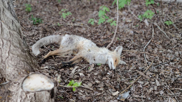 В Самарской Губдуме хотят доплачивать охотникам за отстрел лис, ворон и бакланов 