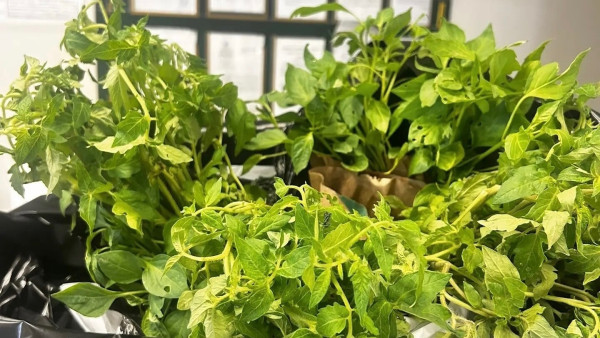 В Курумоче остановили ввоз партии рассады из Таджикистана