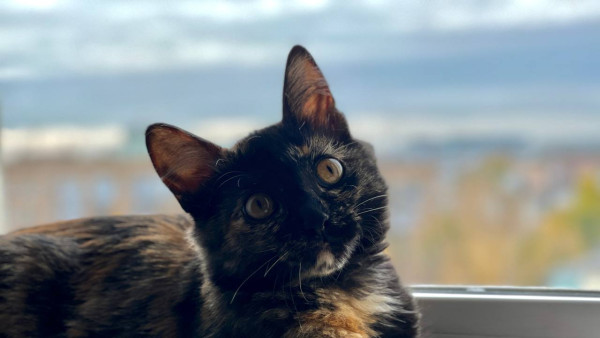 Домашних животных самарцев хотят поставить на учет