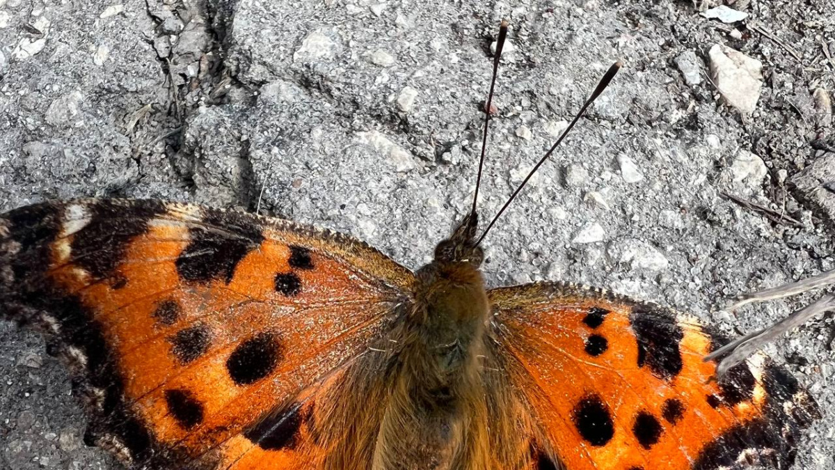 Wallpaper macro, butterfly, flower for mobile and desktop, section животные, res